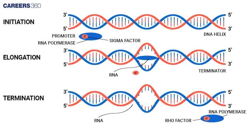 Steps In Transcription