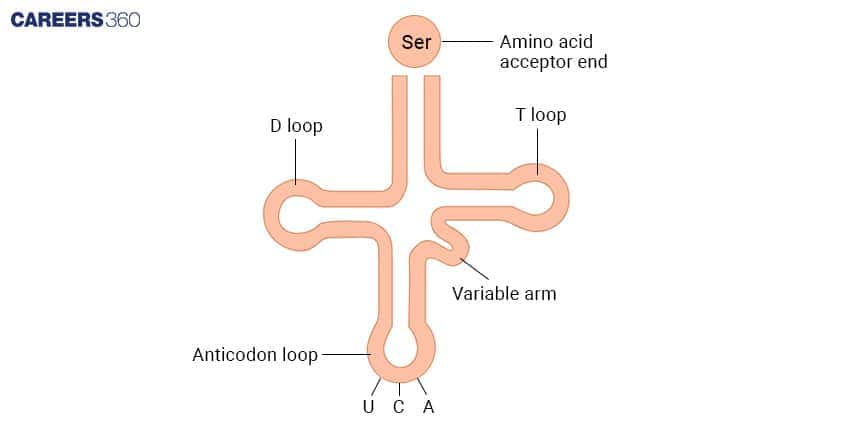 tRNA