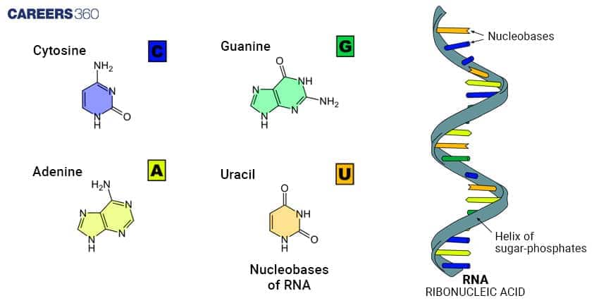 Nitrogenous Bases In RNA