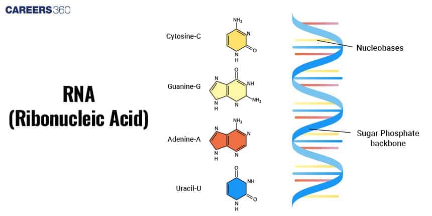 RNA Structure