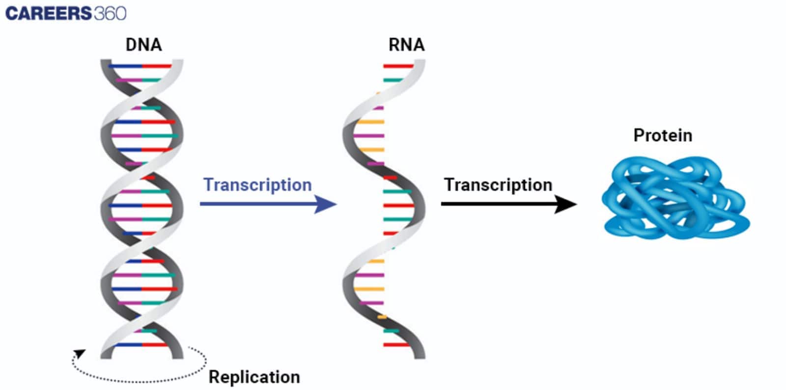 Central Dogma of Molecular Biology