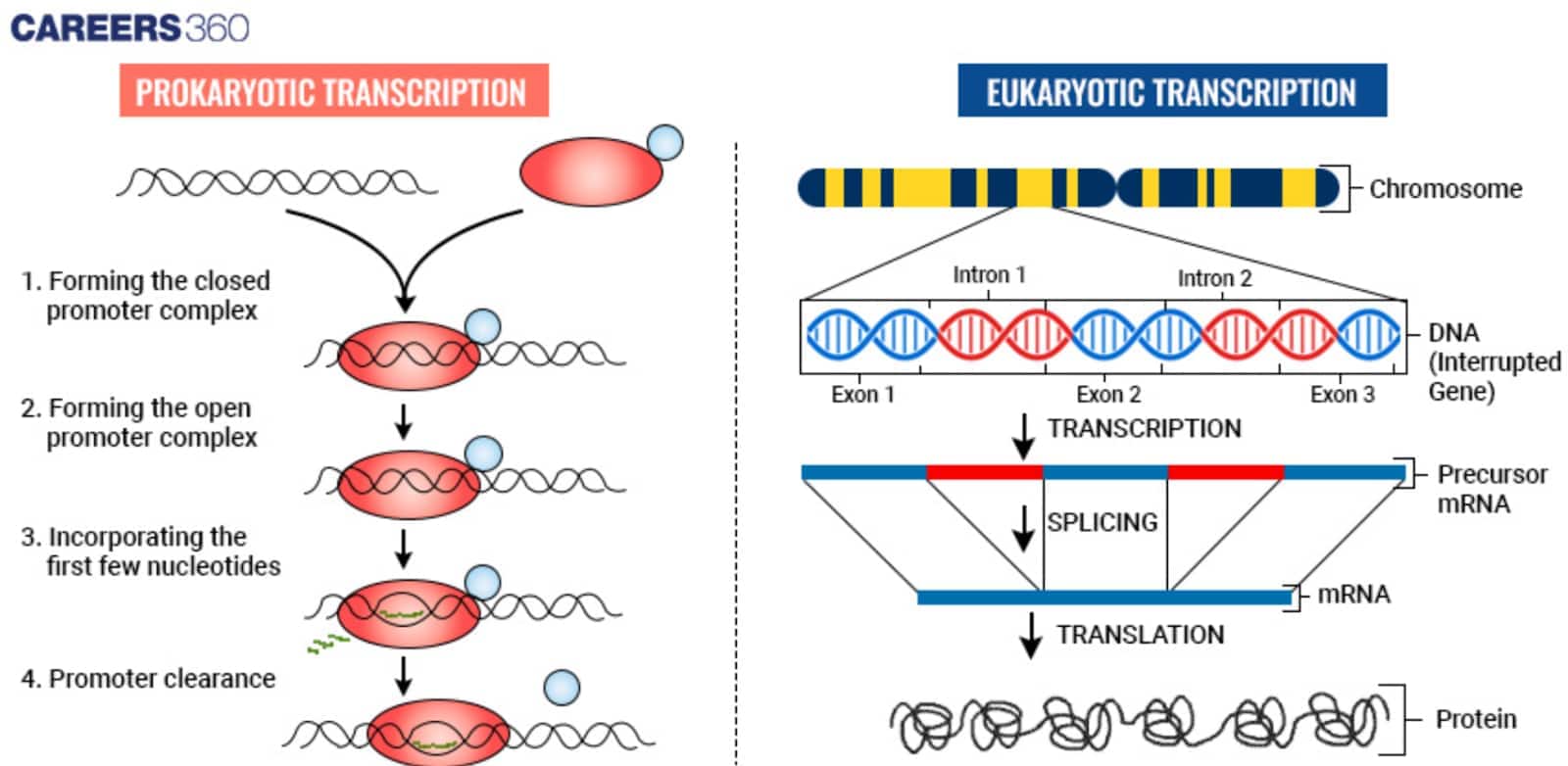 Prokaryotic And Eukaryotic Transcription