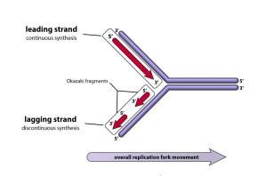 DNA Replication in Eukaryotes