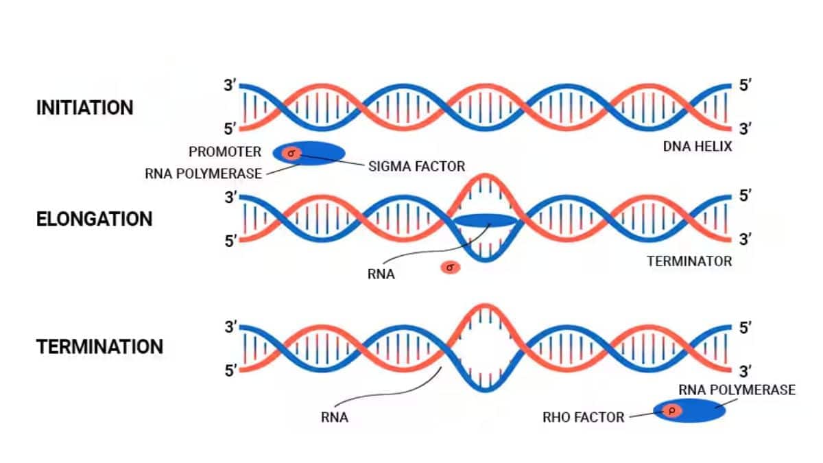 Transcription Process in prokaryotes