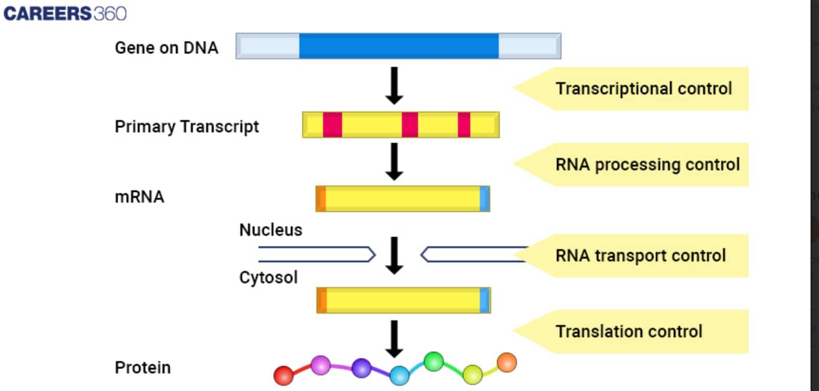 Gene regulation