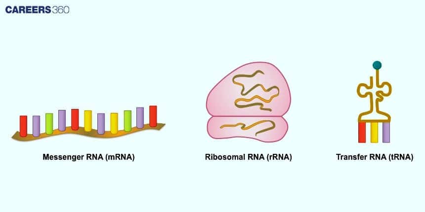 Types Of RNA