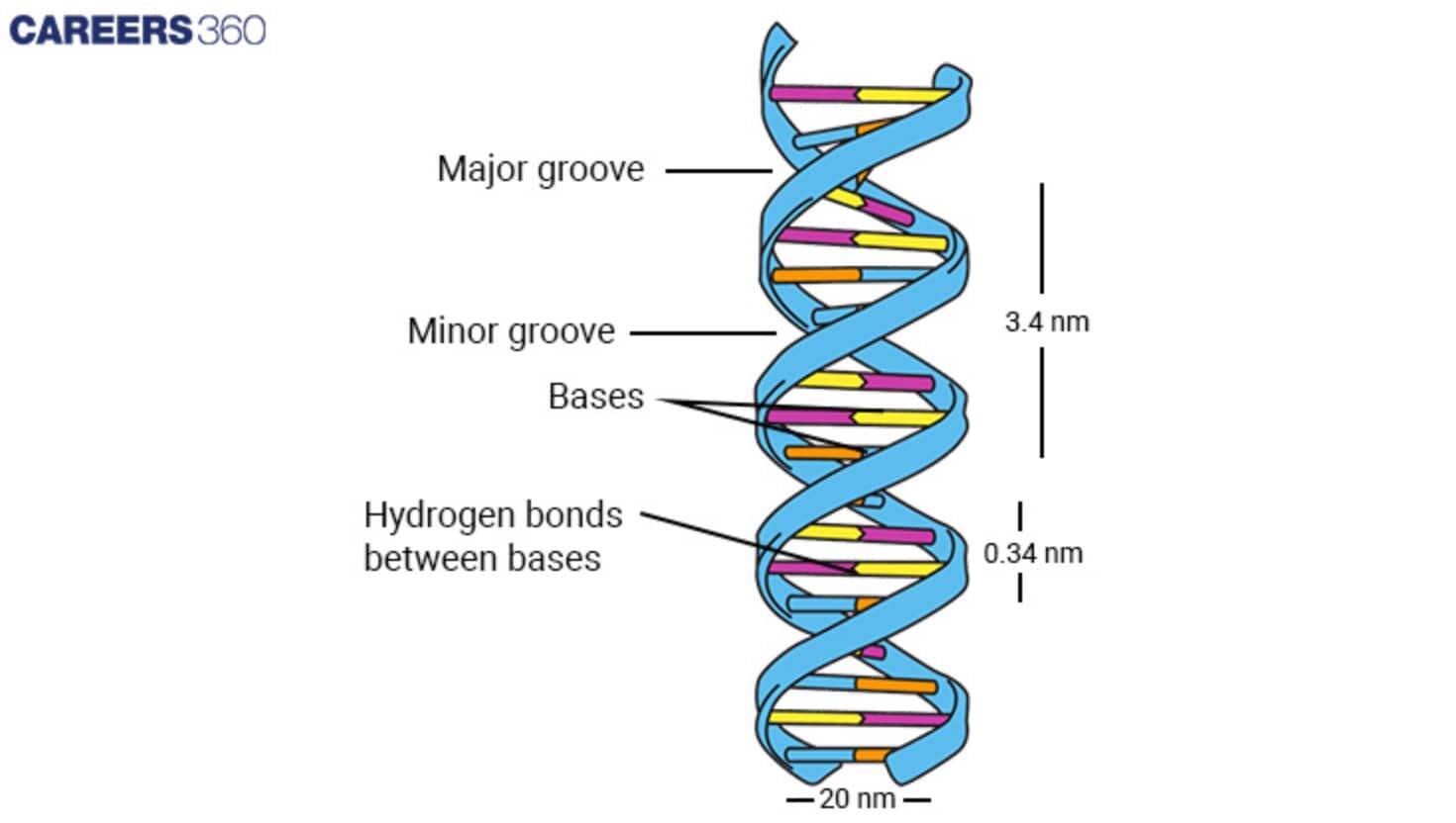 Double Helix Structure of DNA