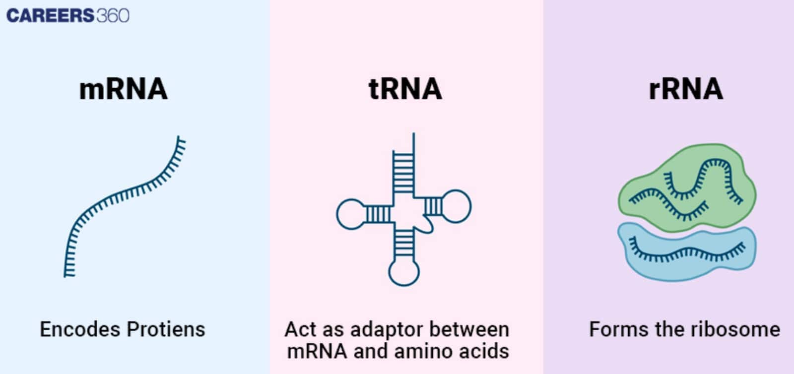 Structure of Different RNA Types