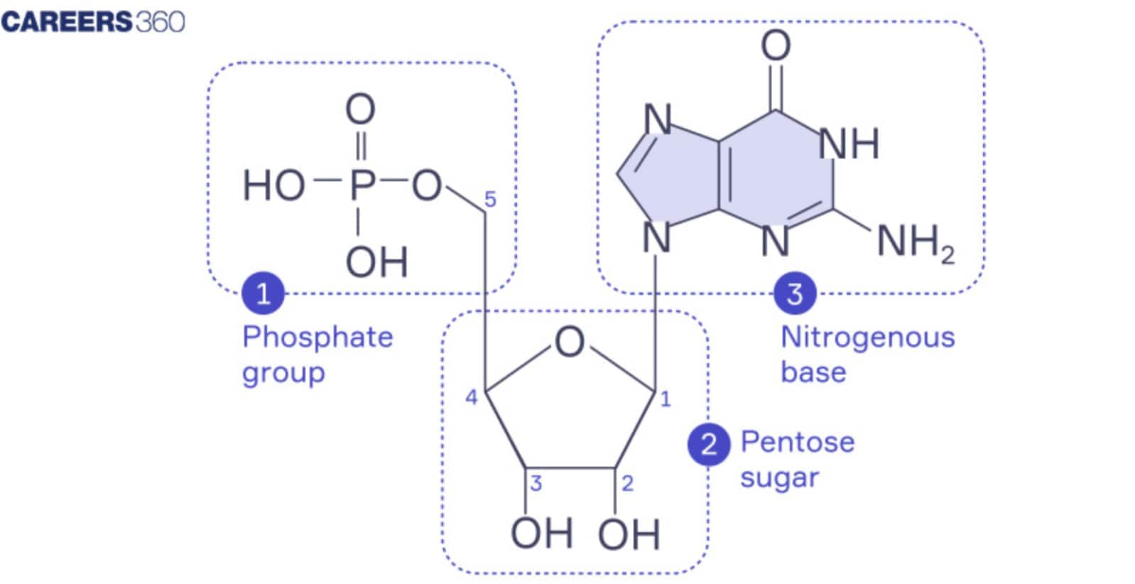 structure of a Nucleotide