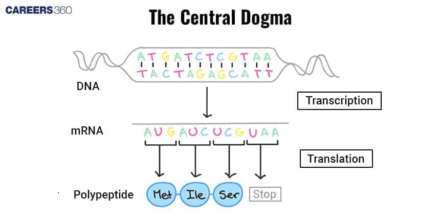 Central Dogma
