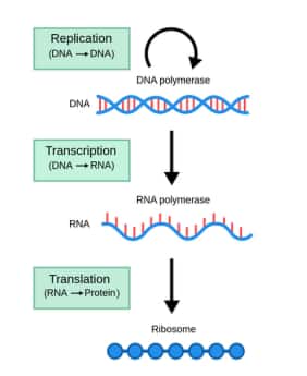 DNA to RNA to protein