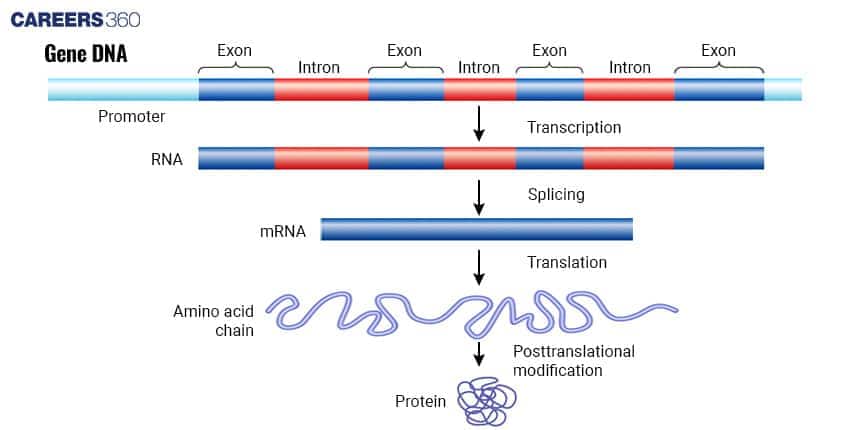 gene DNA