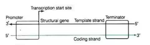 transcription