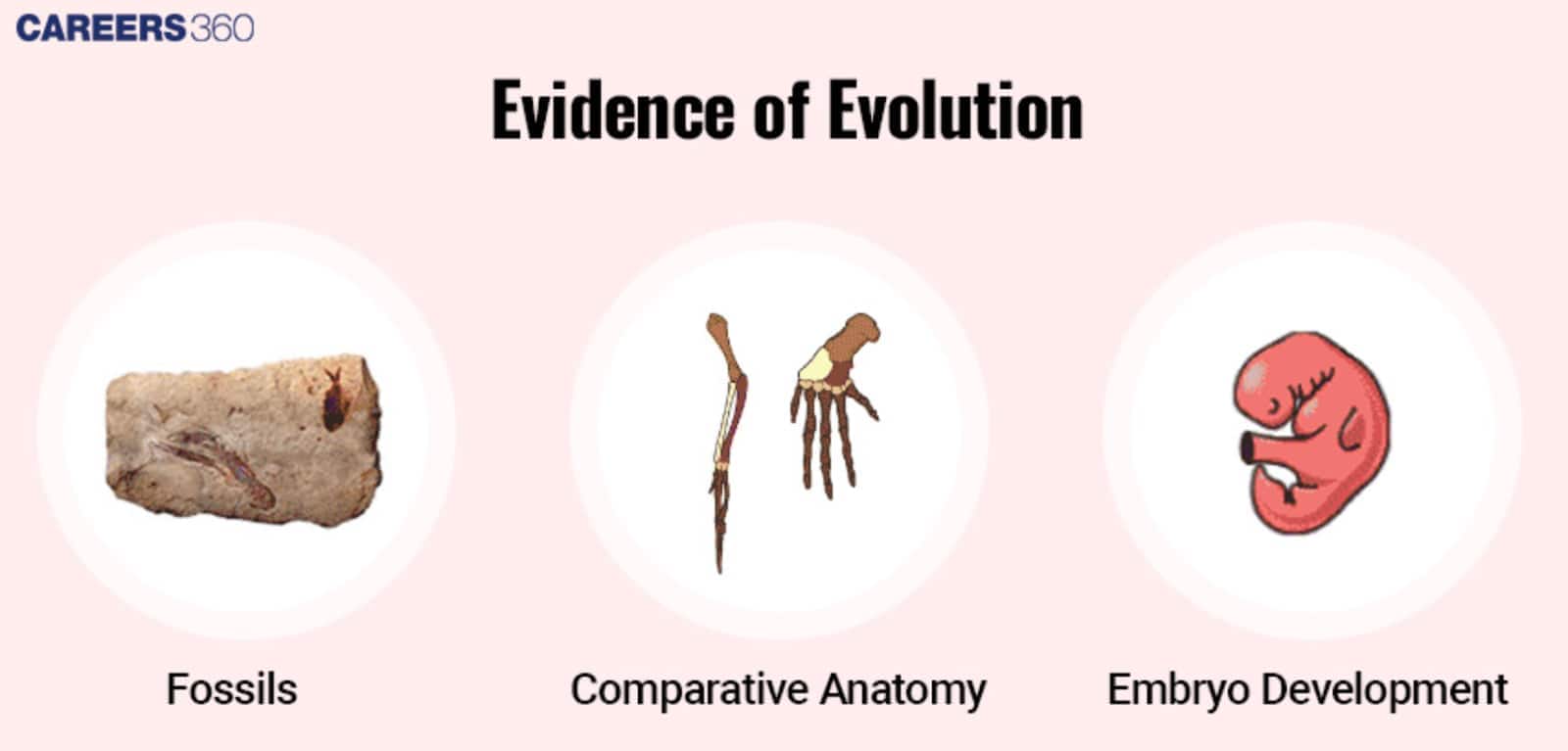 Evidence of Evolution