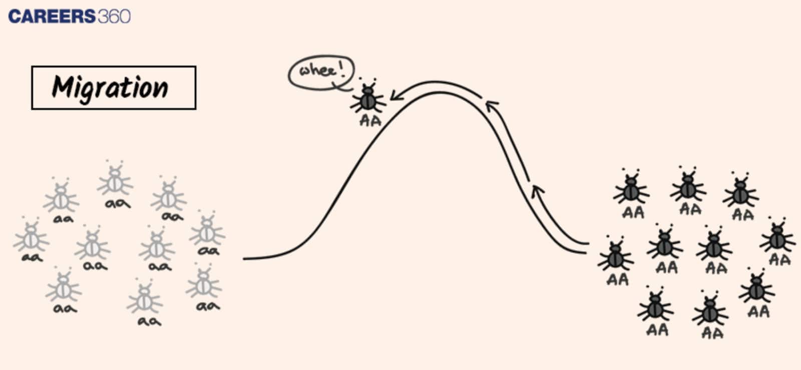 Gene Flow (Migration)