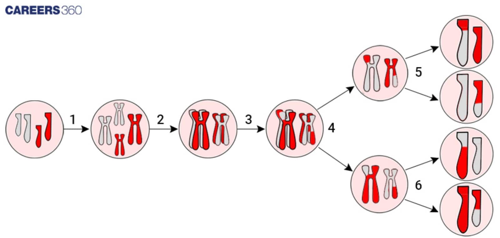 meiosis