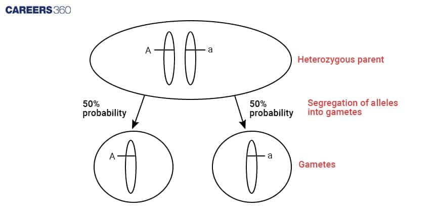 Representation Of the Hardy-Weinberg Principle