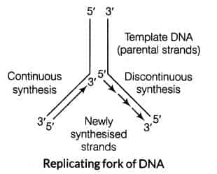 Replication of DNA