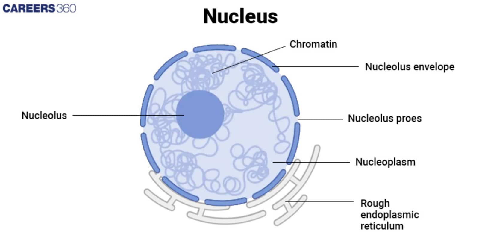 nucleus