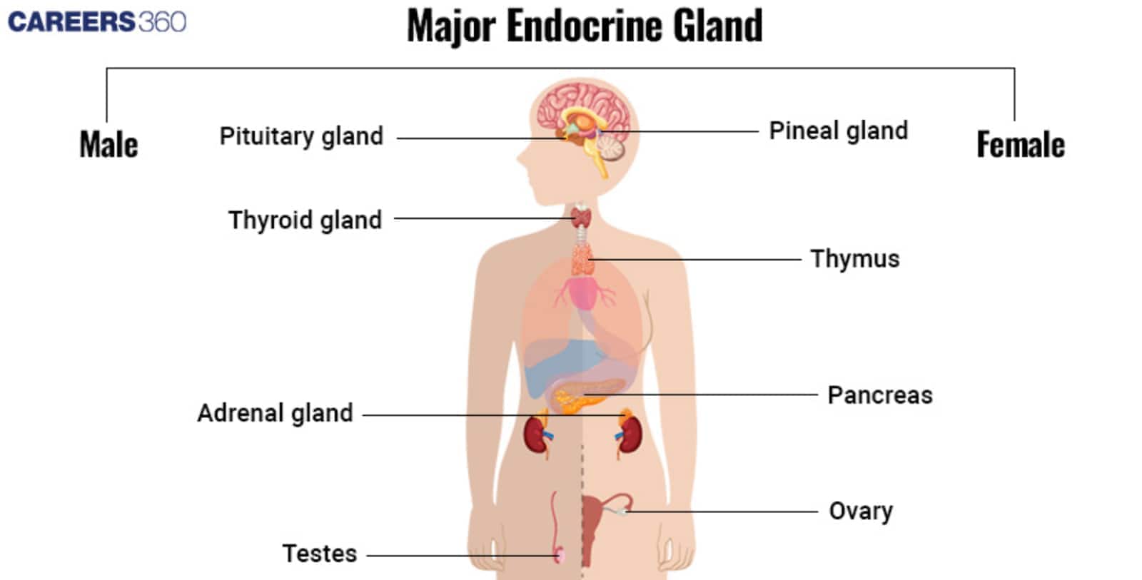 Endocrine Glands