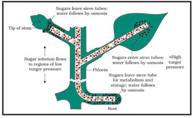stages of meiosis