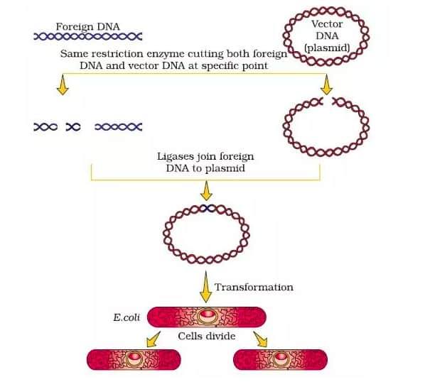 Recombinant DNA technology
