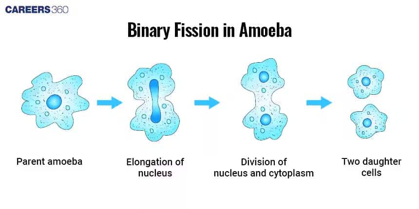 Binary Fission