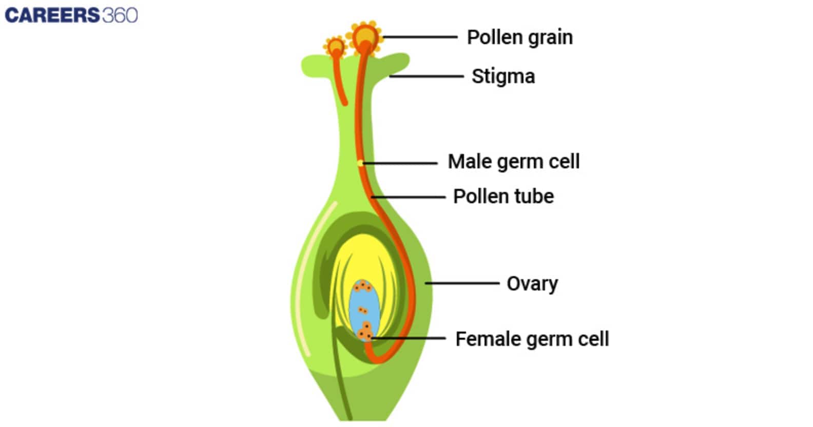 events of germination