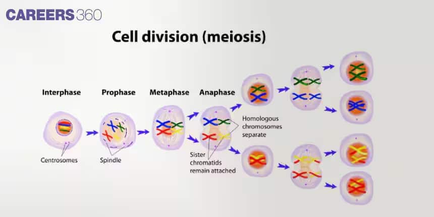 cell division (meiosis)