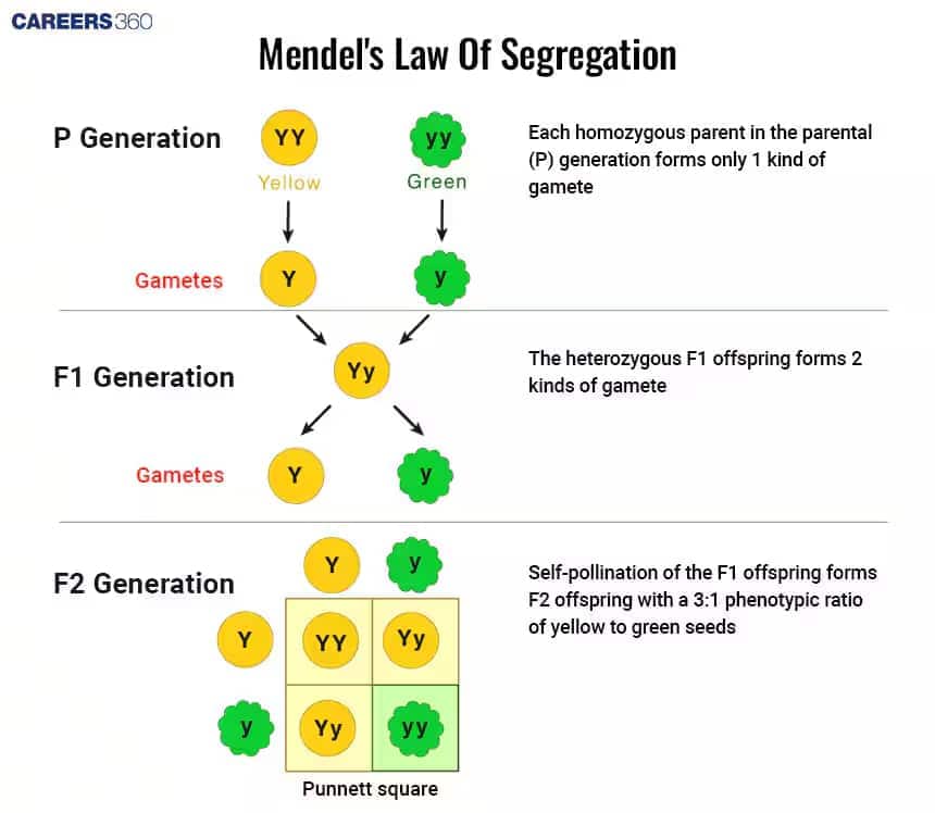 mendel's law of segregation