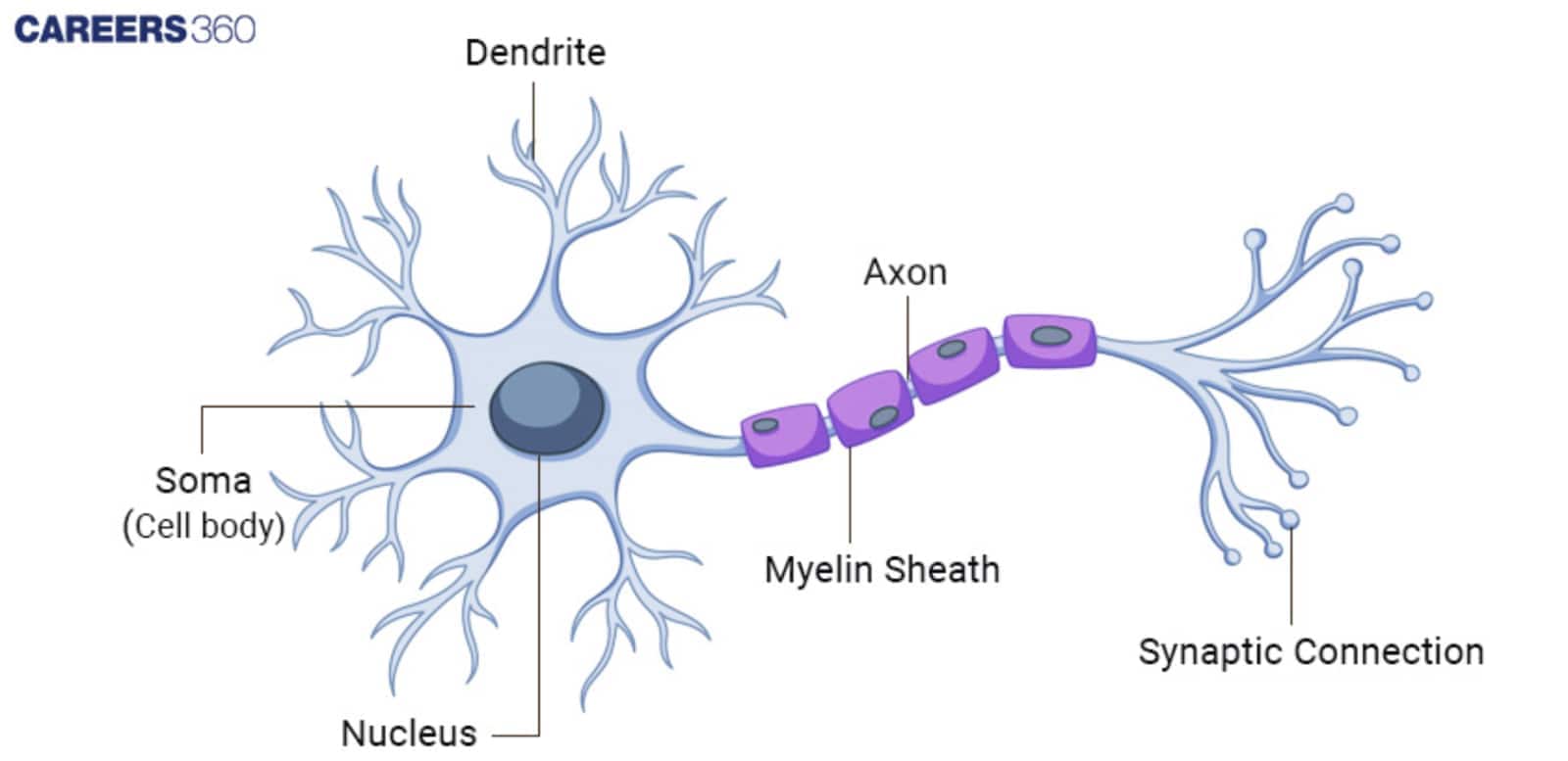 Neuron Structure