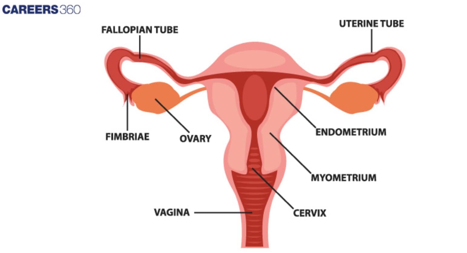 female reproductive system