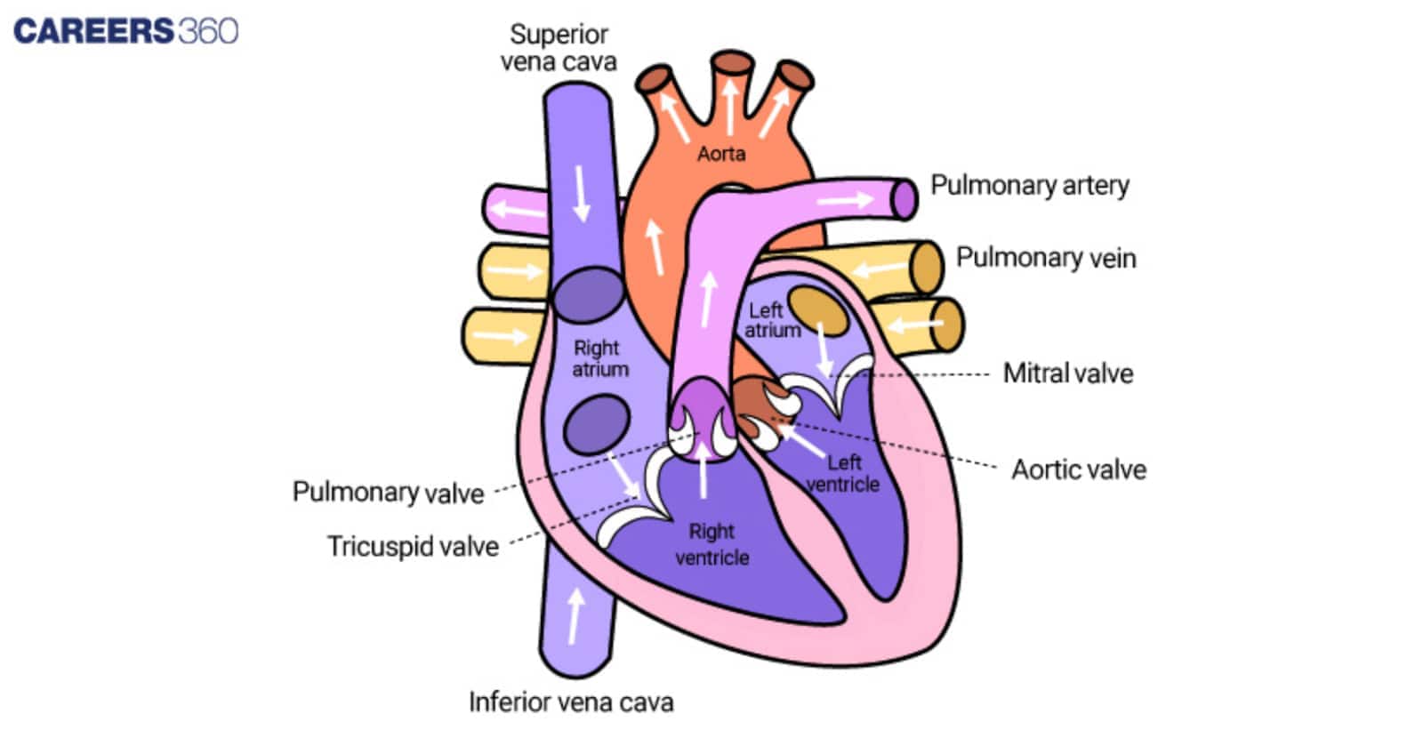 humann heart