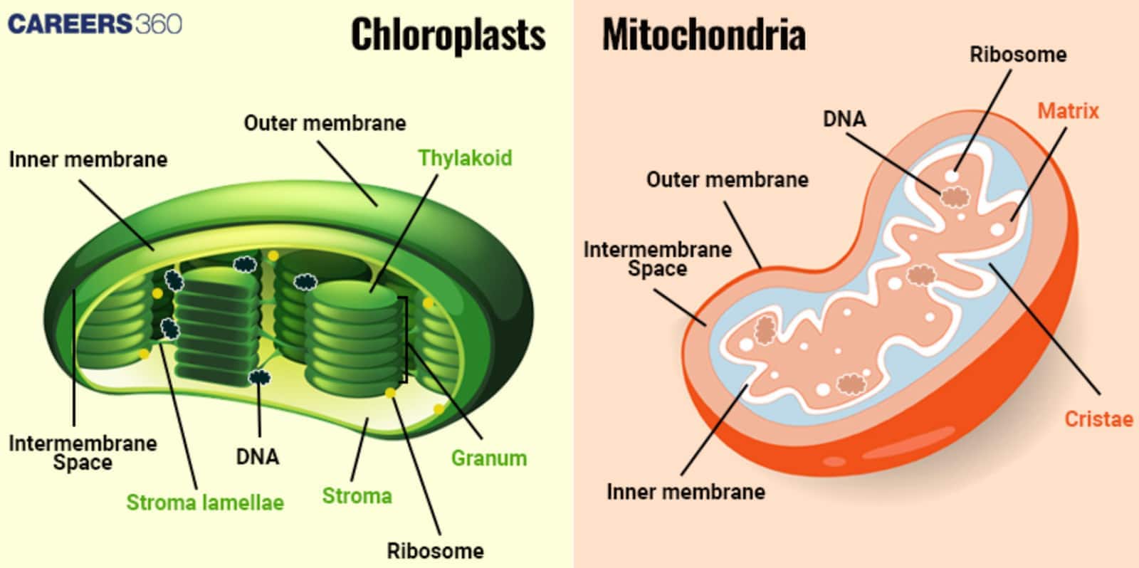 chloroplast and mitochondria