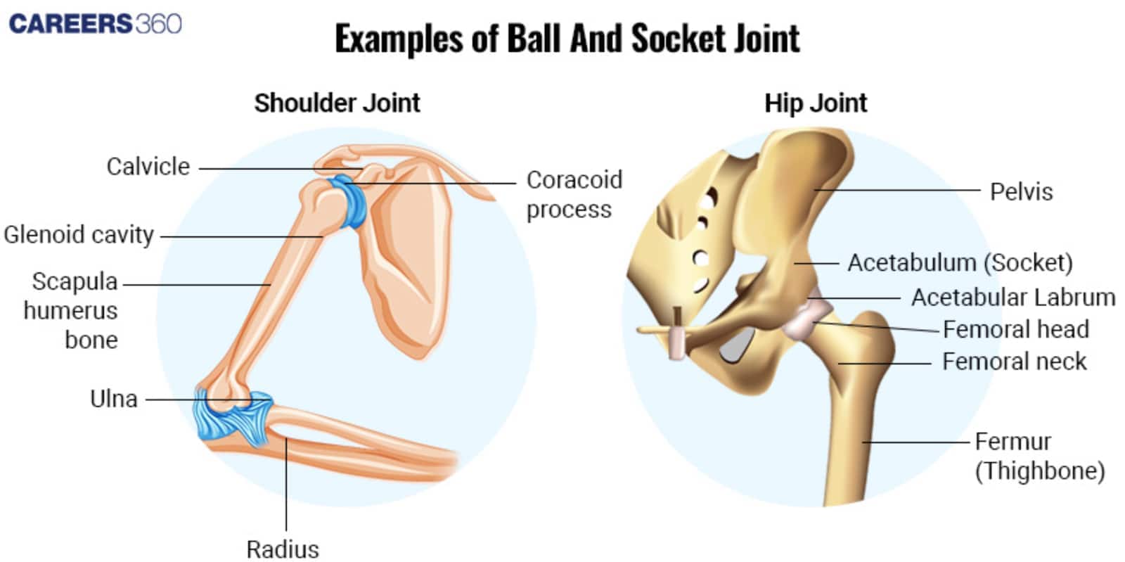 ball and socket joint