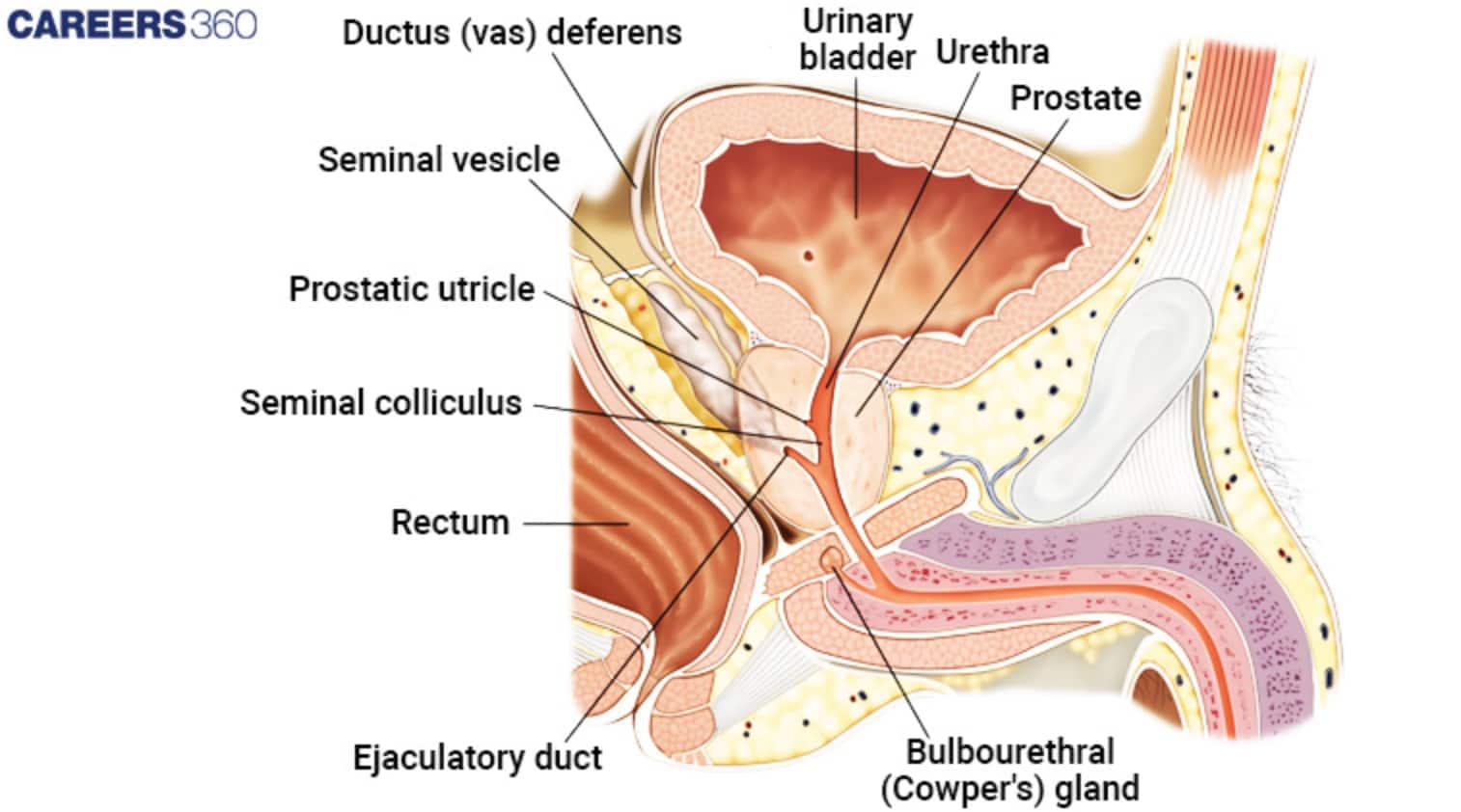 human reproductive system