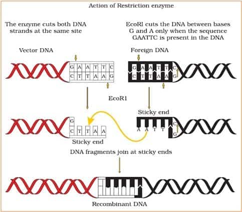 Action of Restriction enzyme 
