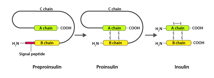 Transgenic bacteria