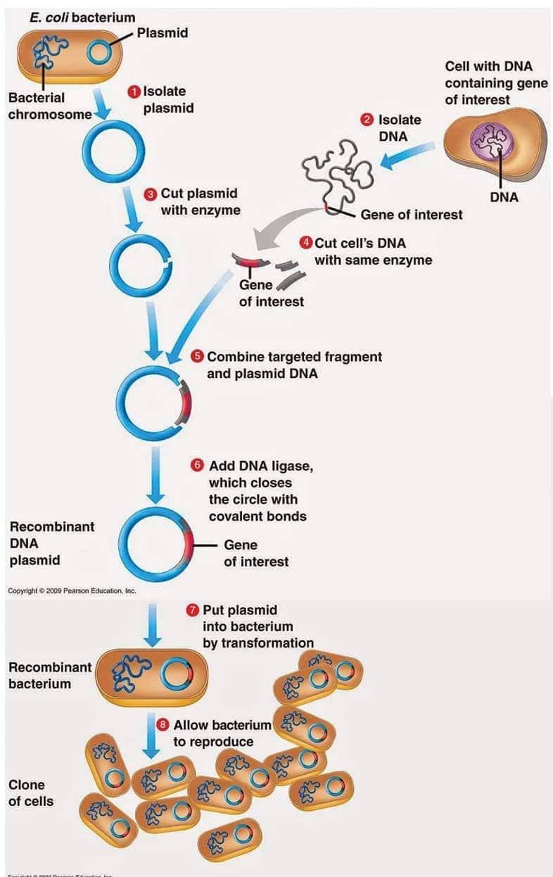 DNA Cloning
