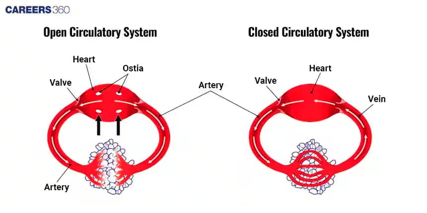 Circulatory Pathways