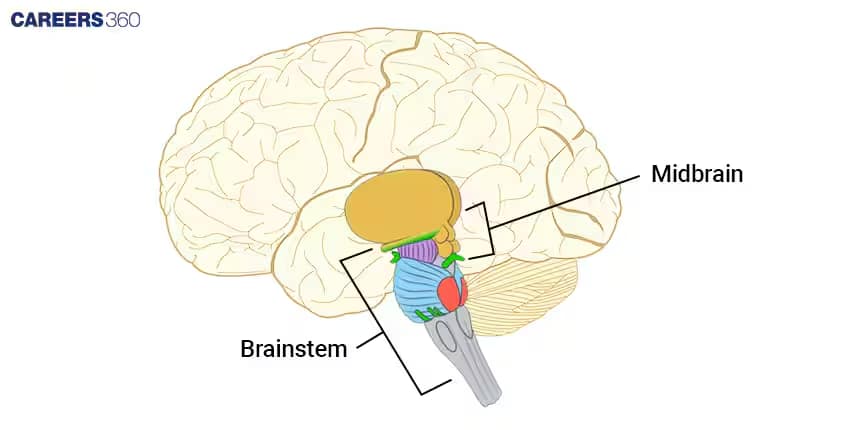midbrain