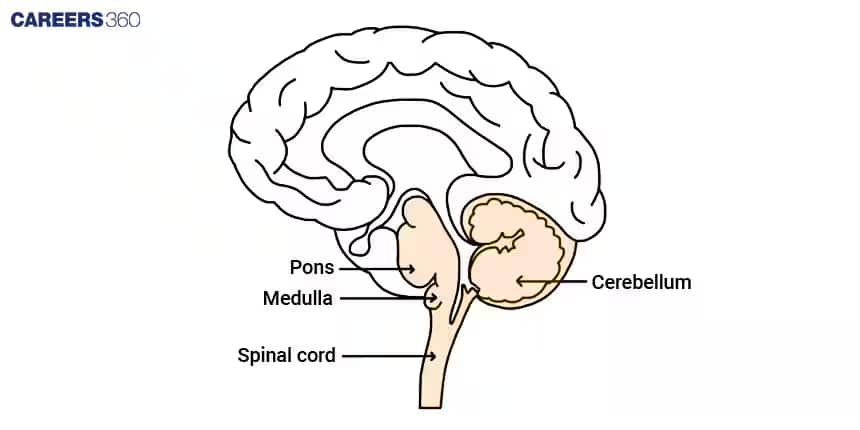 hindbrain