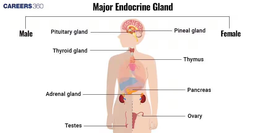 human endocrine system
