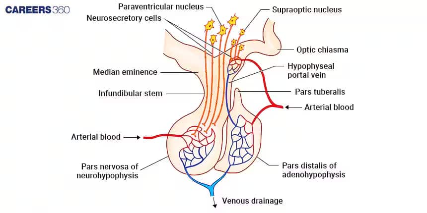 hypothalamus