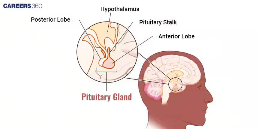 pituitary gland