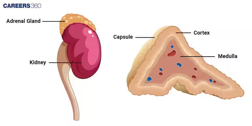 adrenal gland