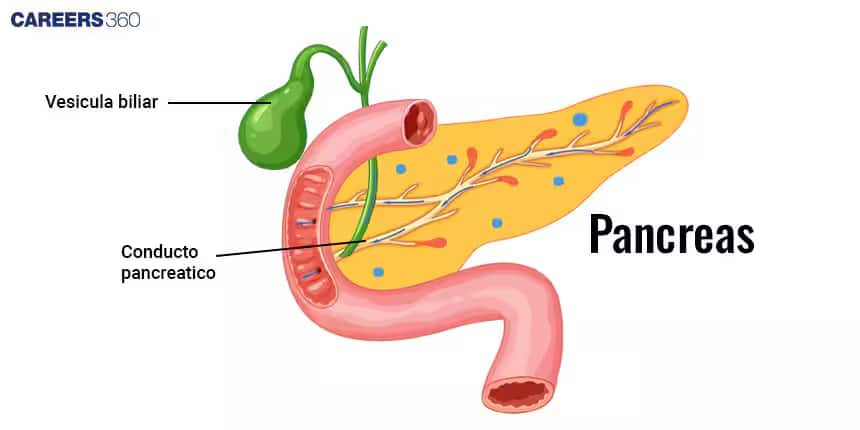 pancreas