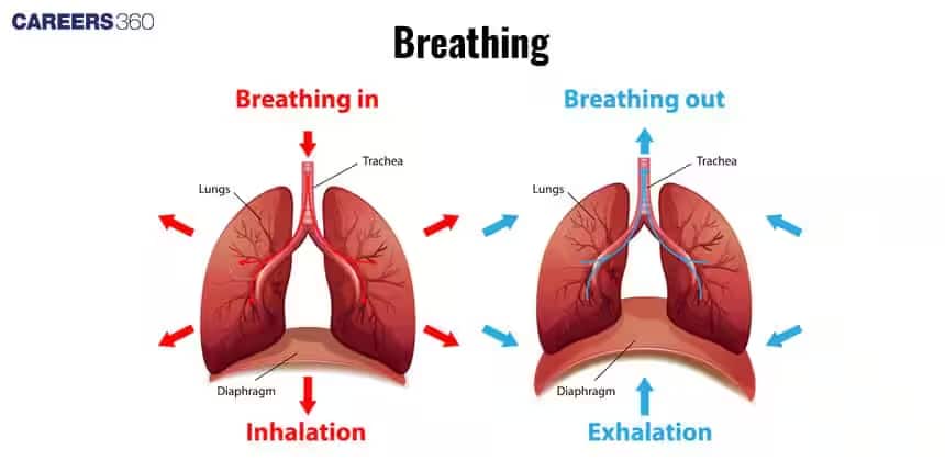 breathing