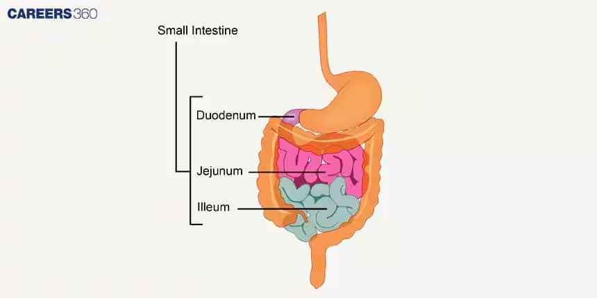 human digestive system