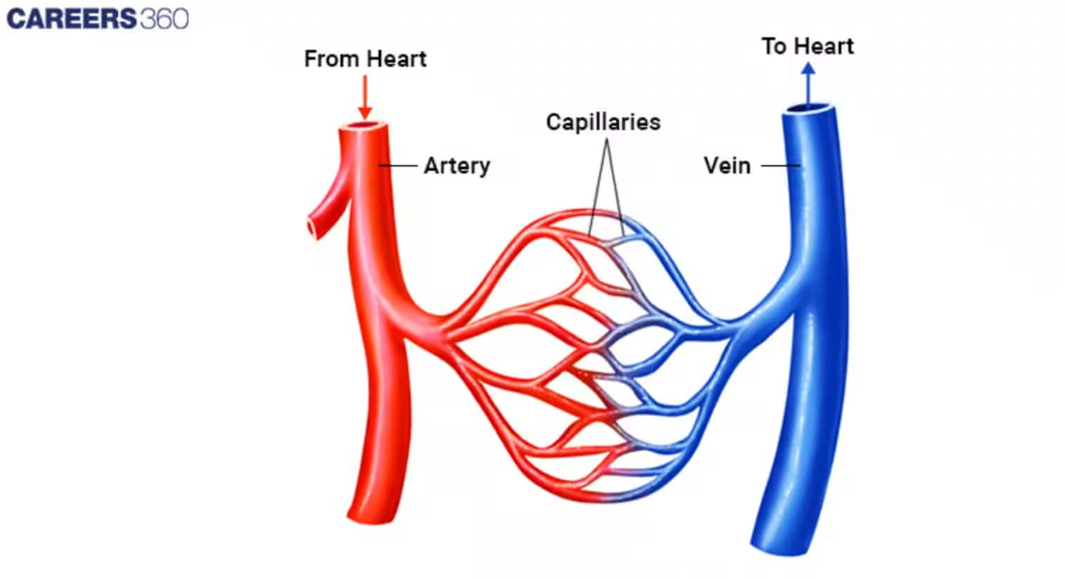 Types of Blood Vessels